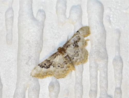Réf. 306 607 : Idaea rusticata